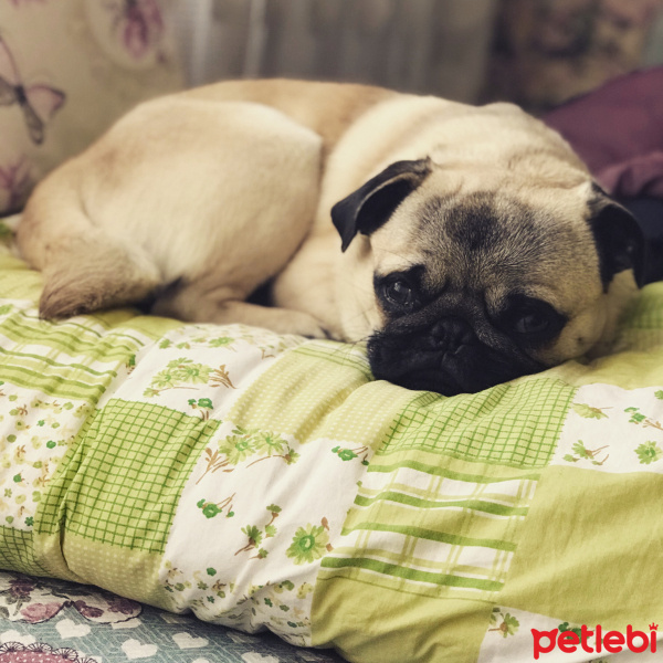 Pug, Köpek  Patron fotoğrafı