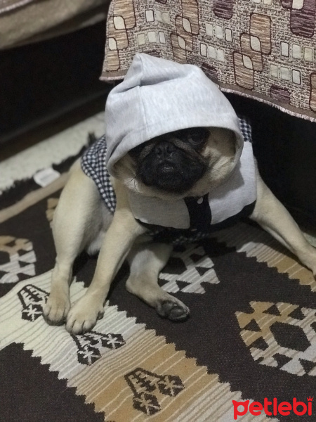 Pug, Köpek  Patron fotoğrafı