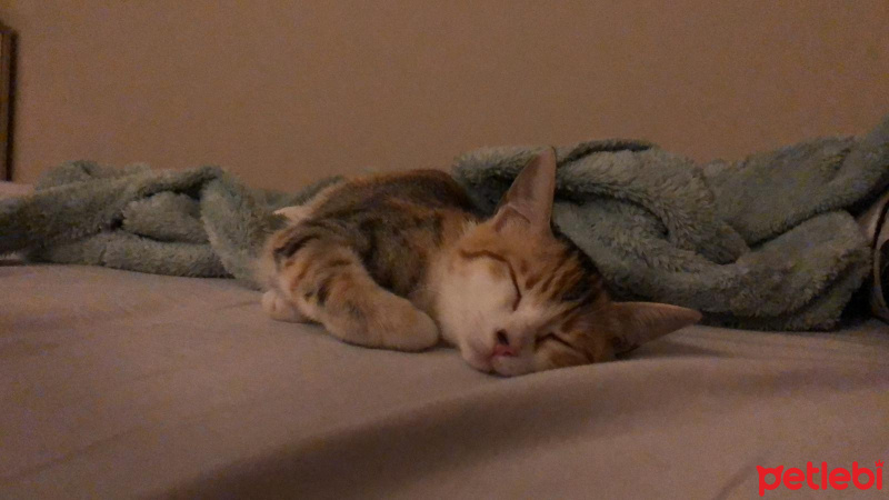 Tekir Kedi, Kedi  Pera fotoğrafı