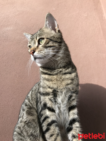 Tekir Kedi, Kedi  Düğme fotoğrafı