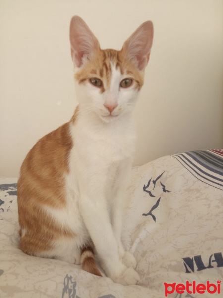 Tekir Kedi, Kedi  Necati fotoğrafı