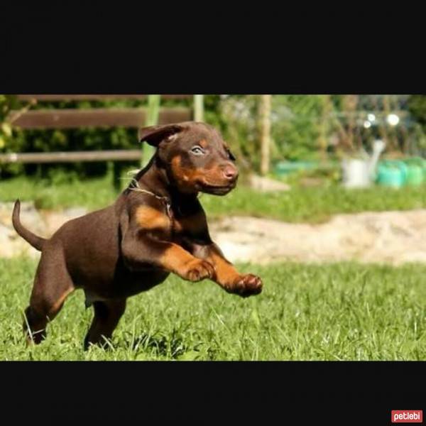 Doberman Pinscher, Köpek  YAVRU - KALICI HAYAT ARKADAŞI DOBERMAN ARIYORUM fotoğrafı
