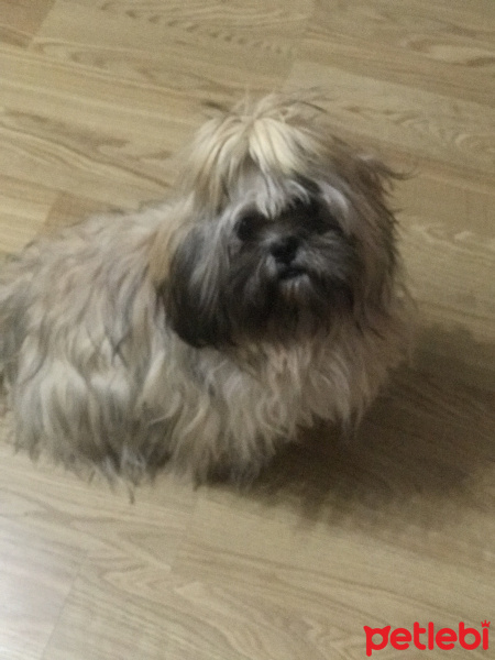Shih Tzu, Köpek  Suyi fotoğrafı