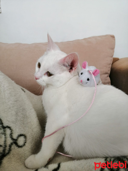 Ankara Kedisi, Kedi  Nili fotoğrafı