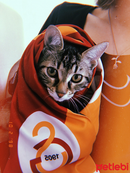 Tekir Kedi, Kedi  Faraday fotoğrafı