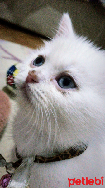 British Shorthair, Kedi  sütlaç fotoğrafı