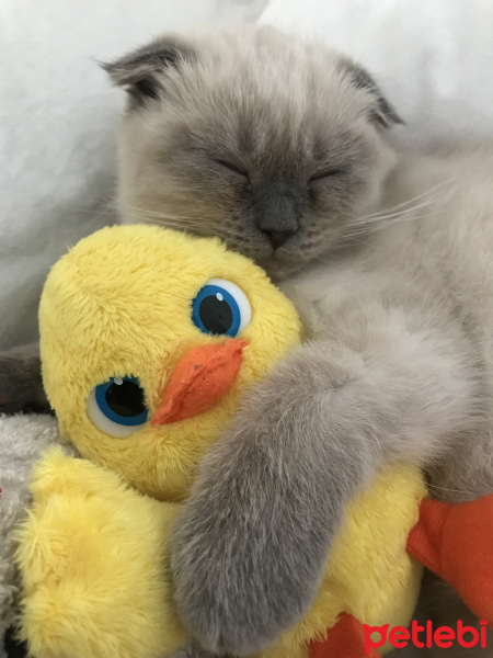 Scottish Fold, Kedi  Mayın fotoğrafı