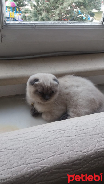 Scottish Fold, Kedi  Mayın fotoğrafı