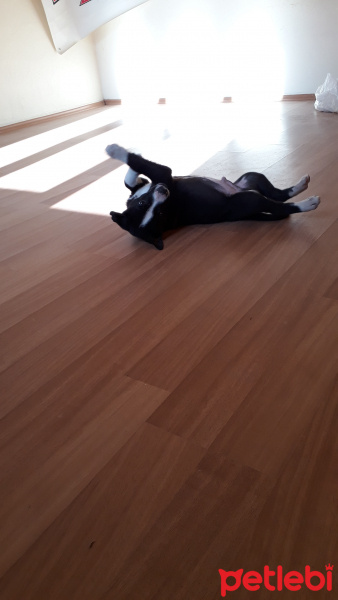 Amerikan Staffordshire Terrier, Köpek  Pasa fotoğrafı