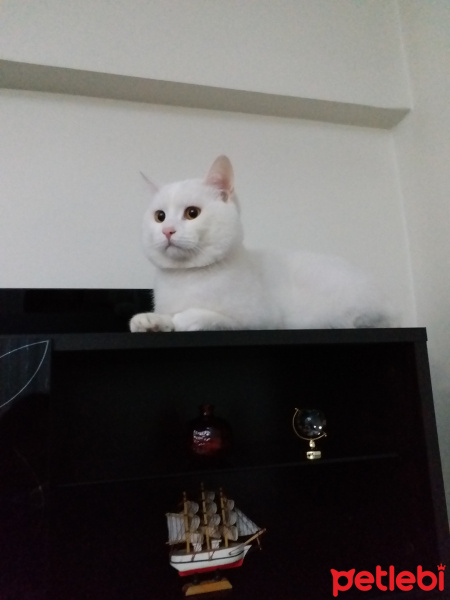 British Shorthair, Kedi  Müdür fotoğrafı