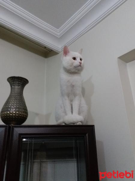 British Shorthair, Kedi  Müdür fotoğrafı
