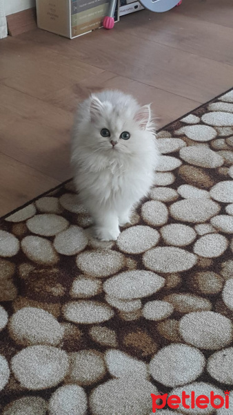 Chinchilla, Kedi  Melo fotoğrafı