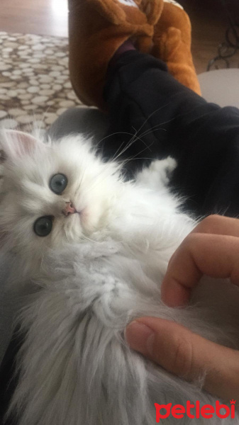 Chinchilla, Kedi  Melo fotoğrafı