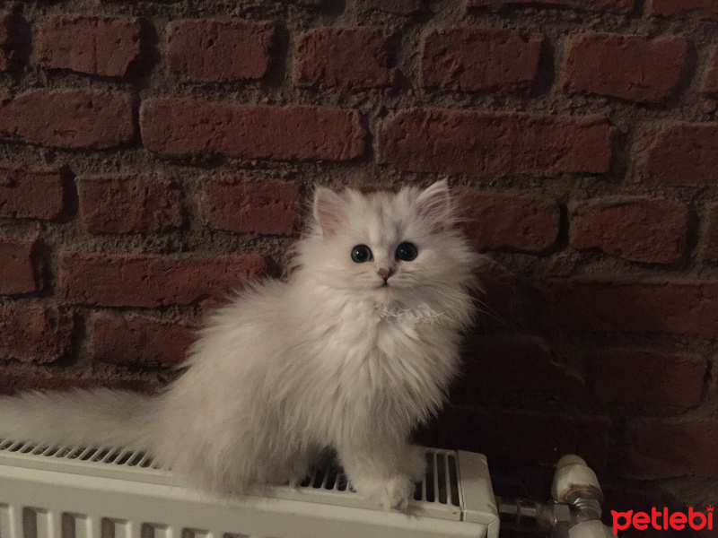 Chinchilla, Kedi  Melo fotoğrafı
