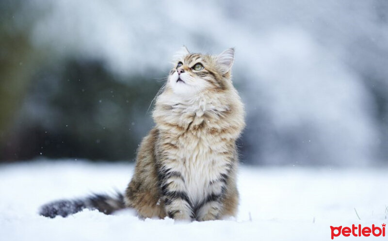 Sibirya Kedisi, Kedi  Pofuduk fotoğrafı