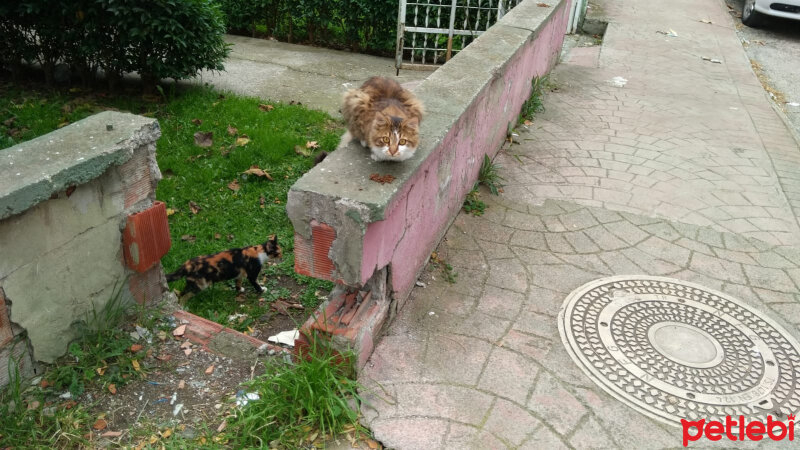 Sibirya Kedisi, Kedi  Pofuduk fotoğrafı