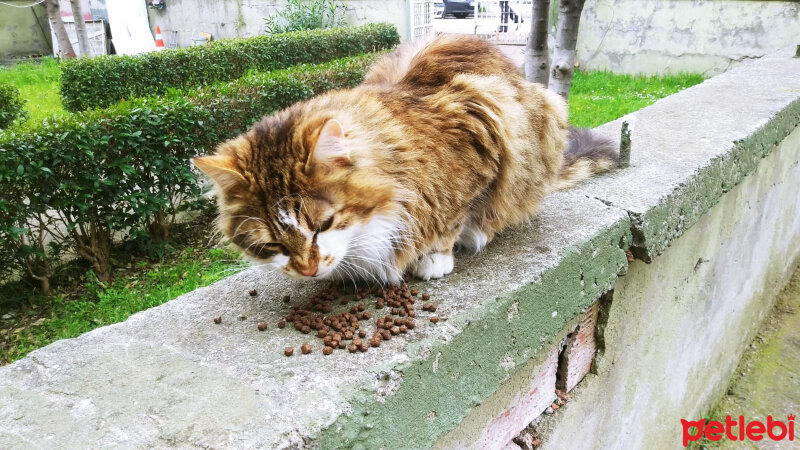 Sibirya Kedisi, Kedi  Pofuduk fotoğrafı