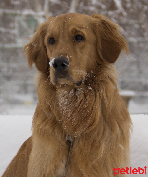 Golden Retriever, Köpek  Whisky fotoğrafı