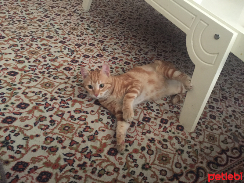 Tekir Kedi, Kedi  Limon fotoğrafı
