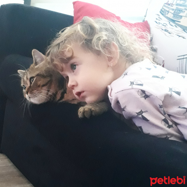 British Shorthair, Kedi  Mıncır fotoğrafı