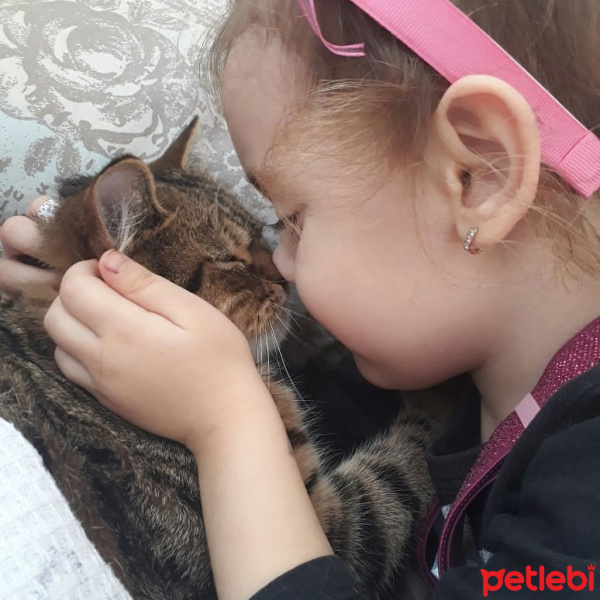 British Shorthair, Kedi  Mıncır fotoğrafı