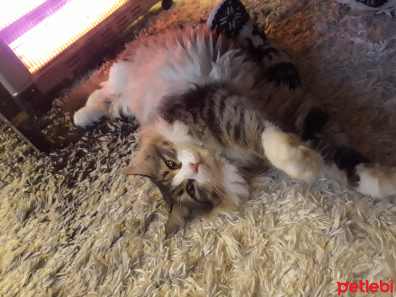 Norwegian Forest, Kedi  Prens fotoğrafı