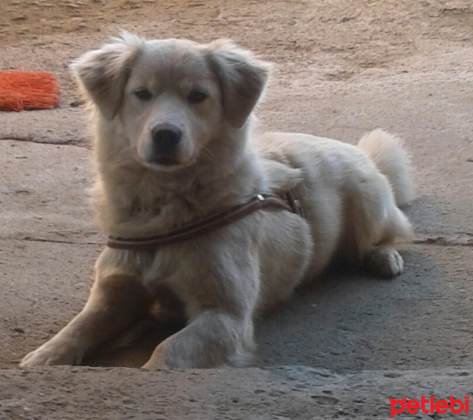 Akita İnu, Köpek  Boncuk fotoğrafı