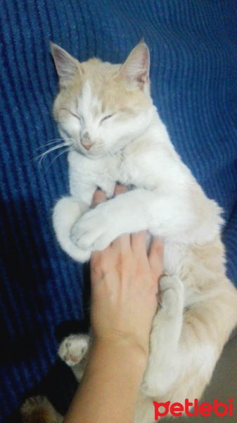 Sarman, Kedi  Sırık fotoğrafı