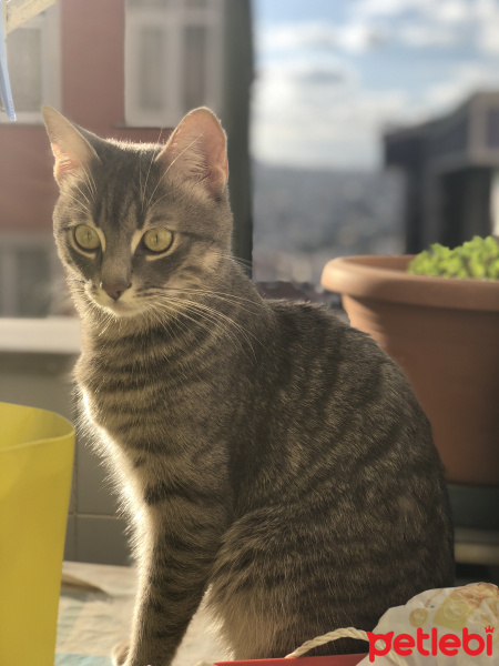 Tekir Kedi, Kedi  Duman fotoğrafı
