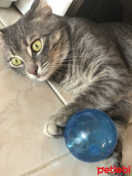 Tekir Kedi, Kedi  Duman fotoğrafı