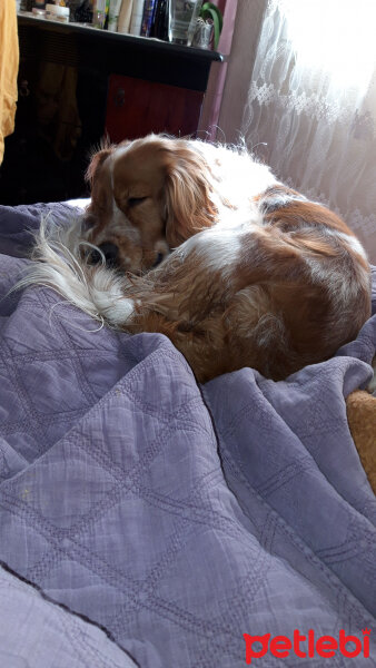 Amerikan Cocker Spaniel, Köpek  Goofy fotoğrafı