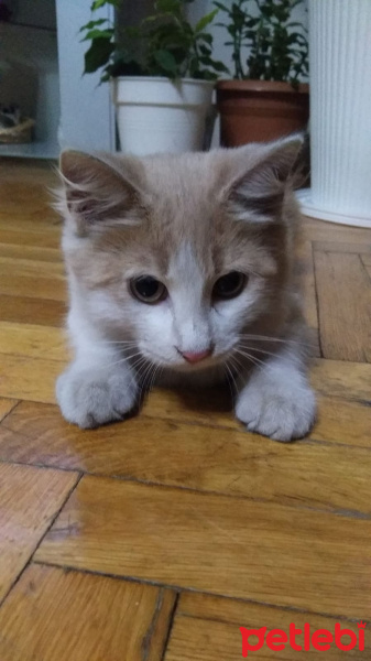 Tekir Kedi, Kedi  Tarçın fotoğrafı