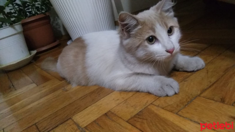 Tekir Kedi, Kedi  Tarçın fotoğrafı