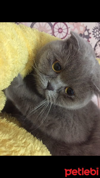 Scottish Fold, Kedi  Prenses fotoğrafı