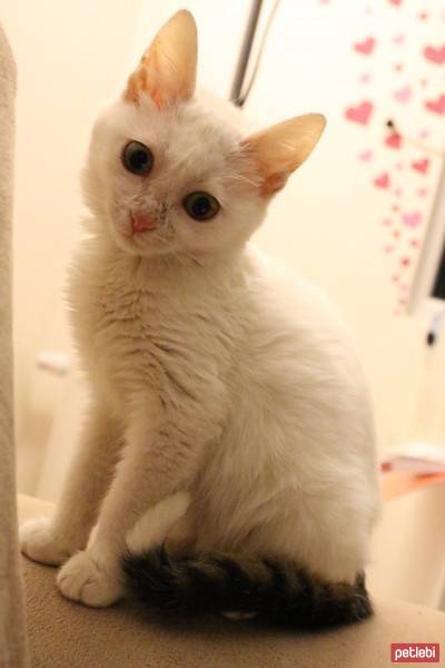 Tekir Kedi, Kedi  Lafa fotoğrafı