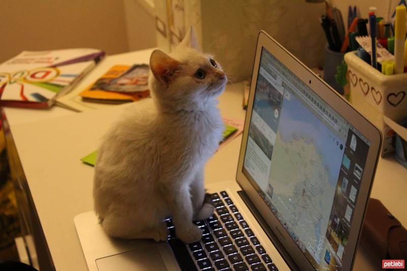 Tekir Kedi, Kedi  Lafa fotoğrafı