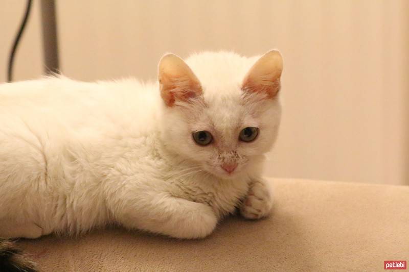 Tekir Kedi, Kedi  Lafa fotoğrafı