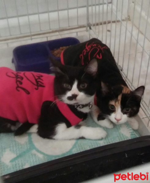 Tekir Kedi, Kedi  Bıcır fotoğrafı