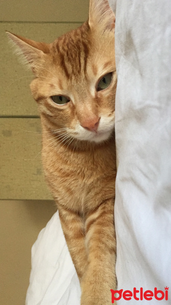 Sarman, Kedi  Şırdan fotoğrafı