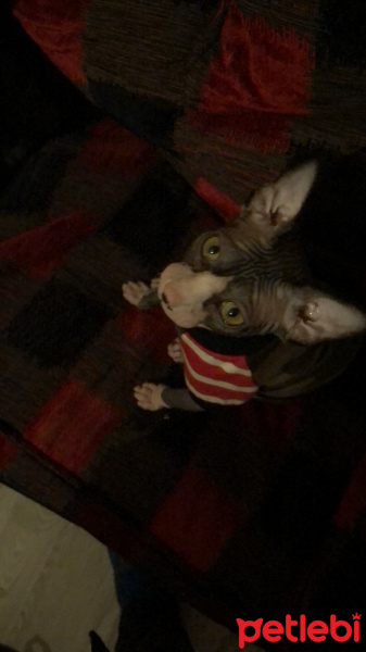 Sphynx, Kedi  OG fotoğrafı
