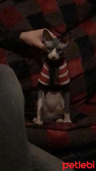 Sphynx, Kedi  OG fotoğrafı