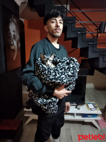 Sphynx, Kedi  OG fotoğrafı
