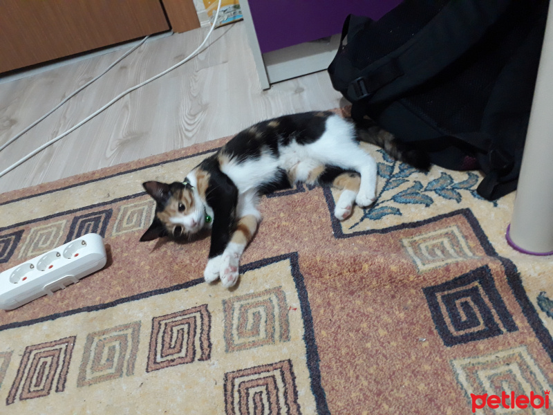 Ankara Kedisi, Kedi  Karamel fotoğrafı