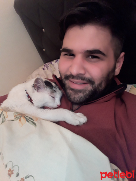 Tekir Kedi, Kedi  Duman fotoğrafı