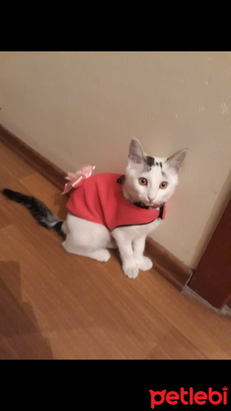 Tekir Kedi, Kedi  Duman fotoğrafı