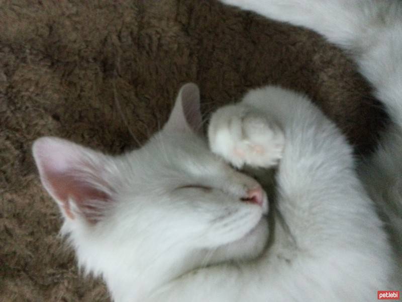 Ankara Kedisi, Kedi  Şevket fotoğrafı