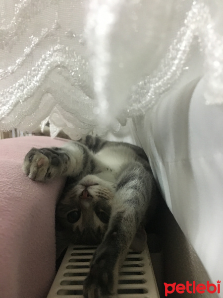 Tekir Kedi, Kedi  Boncuk fotoğrafı