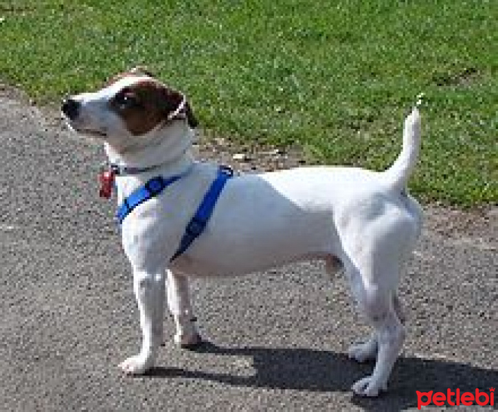 Jack Russell Terrier, Köpek  Ares fotoğrafı
