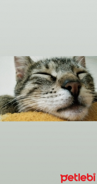 Tekir Kedi, Kedi  Turta fotoğrafı