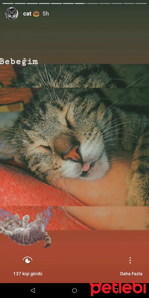 Tekir Kedi, Kedi  Turta fotoğrafı